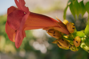 Vibrant tropical vine flower close-up, showing rich pink or magenta petals