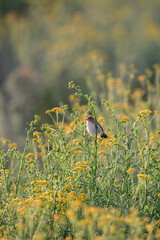 Pipit perché dans un champ de fleurs sauvages