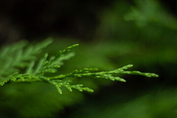 Close-up shot of a spruce branch, a plant used for garden hedging, Close-up of a branch of ornamental thuja (false cedars)