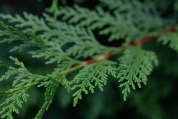 Ornamental blue thuja, trees suitable for topiary