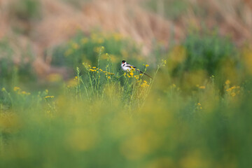 Veuve dominicaine perchée dans un champ de fleurs sauvages