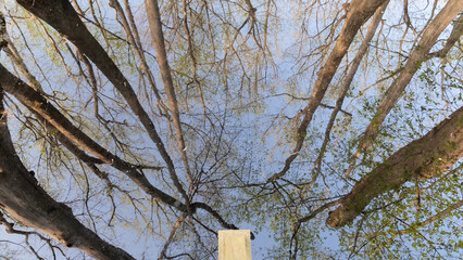 Abstract reflection of deciduous forest canopy in still water in the  wetland of Mississippi, Southern USA