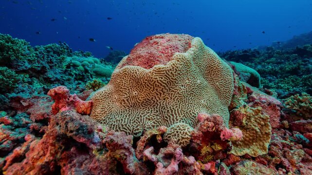 Underwater shot of damaged coral colony with red algae growing after environmental destruction.
