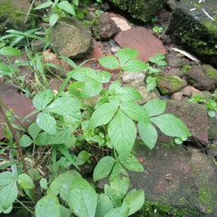 green leaves in the garden
