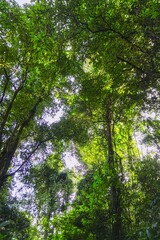 Beautiful morning view indonesia Panorama Landscape paddy fields with beauty color and sky natural light
