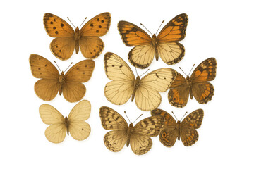 Naklejka premium Vintage butterfly collection illustrating various species, scientific entomology study on transparent background