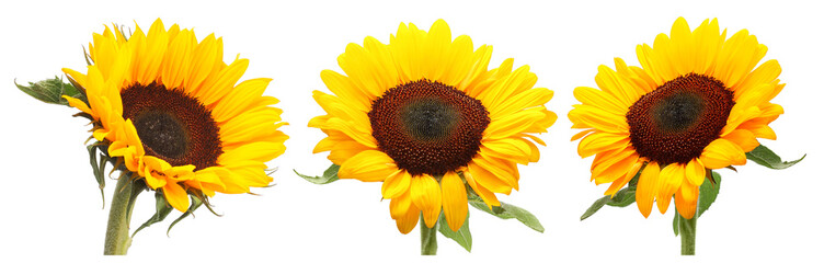 Naklejka premium Beautiful bright sunflowers on white background, set