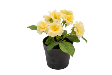 yellow flower in a pot