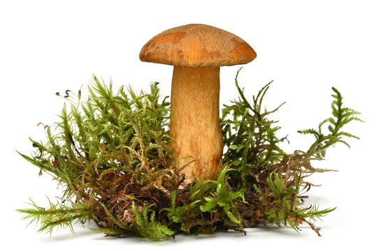 Xerocomus with moss
