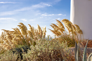 close up view of lush golden pampas grass on blue sky backdrop. white building exterior with modern gardening and landscaping