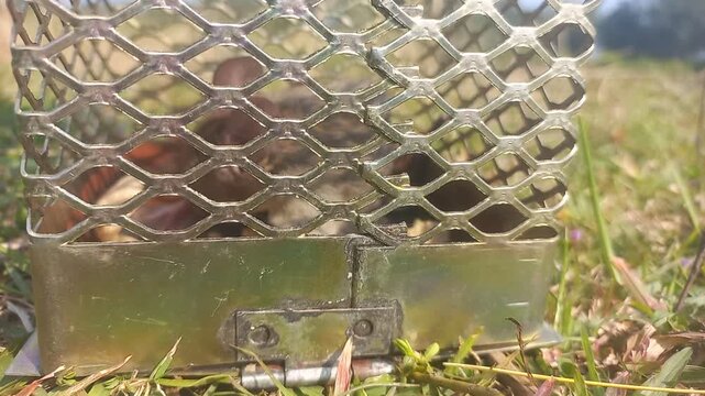 rat is trapped in a metal net. A big mouse is sitting inside the wire mesh, Close-up rat or mouse trapped in trap with natural background photo formats image of open uneven,Video of rat on iron net