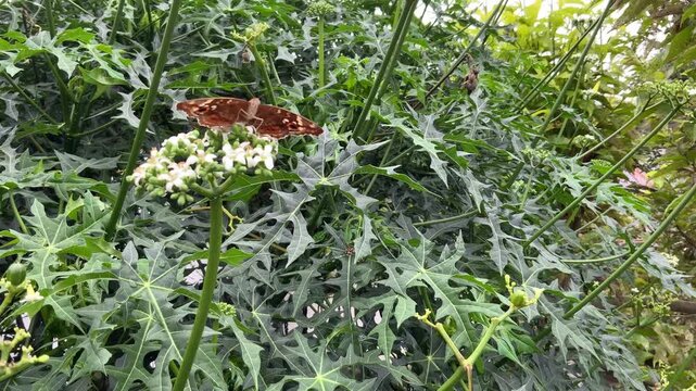 A brown butterfly with distinct orange eyespot patterns rests on a white flower amidst dense green leaves, highlighting intricate natural design