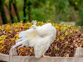 White peacock against autumn foliage