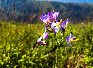 Exacum tetragonum, the bicolor Persian violet, is a species of plant in the family Gentianaceae