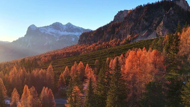 Autumn sunset in the Dolomites, drone view, colourful fall larch forest with red larch trees, autumn colours in Alto Adige, Dolomites
