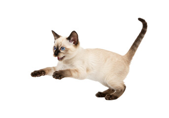 Isolated playful Siamese kitten with blue eyes in hunting position in studio shooting