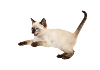 Isolated playful Siamese kitten with blue eyes in hunting position in studio shooting