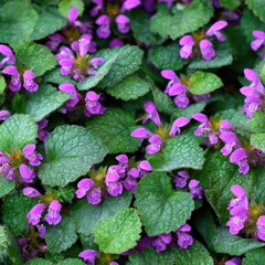 Small purple flowers bloom abundantly among lush green foliage.
