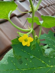 Yellow Melon Flower Blooming in Rooftop Garden