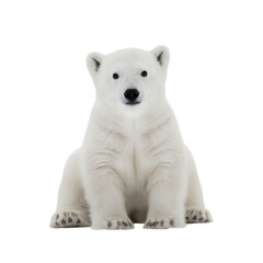 Obraz premium Fluffy White Polar Bear Cub Sitting in Studio Isolated on Black Background