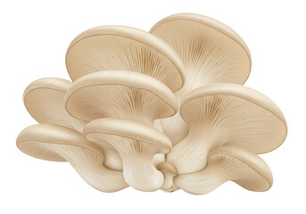 Isolated oyster mushrooms bunch, fresh food ingredient, nutritious gourmet vegetable