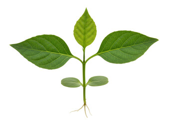 Isolated young plant with green leaves ready for planting, gardening and growth concept