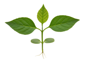 Isolated young plant with green leaves ready for planting, gardening and growth concept