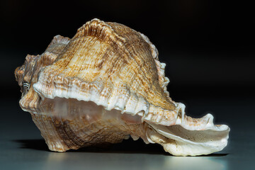 Seashell macro with natural textures and fine surface details