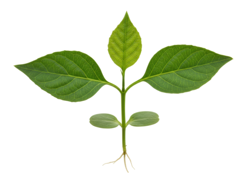 Isolated young plant with green leaves ready for planting, gardening and growth concept