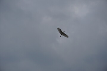 Large bird soaring in overcast blue sky with open wings and clear motion