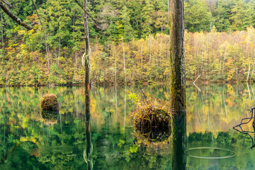 Fototapeta premium 夜明け前の自然湖の水面に映る紅葉