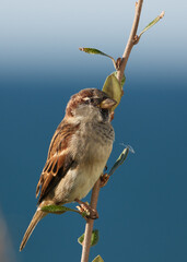 Sparrows