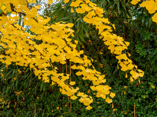Close-up of ginkgo biloba branches covered with golden leaves in the autumn season. A natural warm-toned background creating a peaceful and harmonious composition.