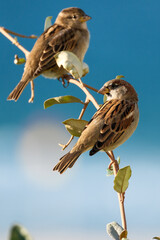 Sparrows