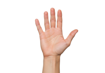 Isolated open hand palm up, five fingers gesture, human anatomy, body language sign