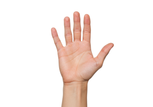 Isolated open hand palm up, five fingers gesture, human anatomy, body language sign