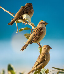 Sparrows