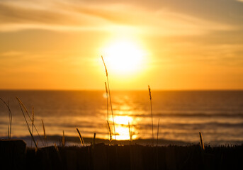 Seagrass and beach at sunset