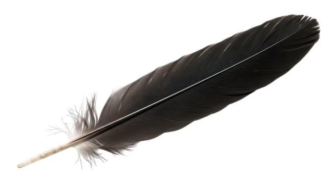 Dark feather isolated on transparent background