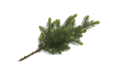 Sprig of spruce with green needles
