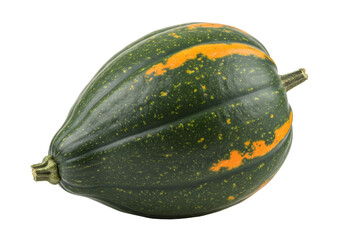 Isolated oblong green gourd with orange stripes, Cucurbita pepo variety acorn squash