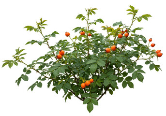 Isolated deciduous rose hips shrub, small foliage plant on pure backdrop, ornamental bush