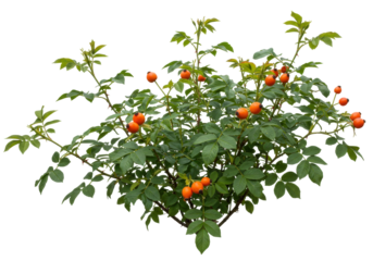 Isolated deciduous rose hips shrub, small foliage plant on pure backdrop, ornamental bush