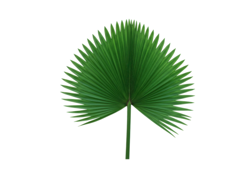 Isolated, vibrant green fan palm frond, nature's beauty, tropical foliage, no people