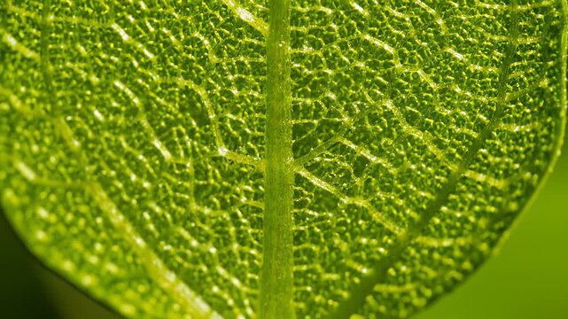 Extreme Close Up of Green Leaf Veins and Stem Texture Details