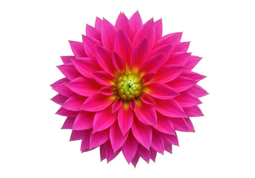 Isolated magenta Dahlia blossom in bloom, vivid pink flower with bright yellow-green center - Powered by Adobe
