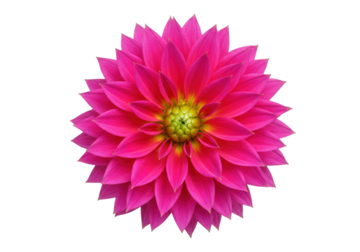 Isolated magenta Dahlia blossom in bloom, vivid pink flower with bright yellow-green center