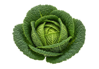Isolated savoy cabbage with its distinctive crinkled leaves and vibrant green color healthy