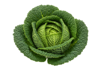 Isolated savoy cabbage with its distinctive crinkled leaves and vibrant green color healthy
