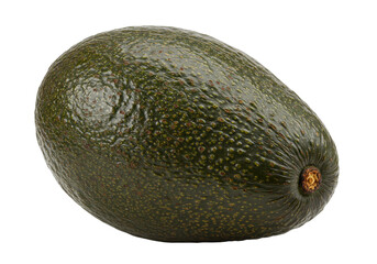 Isolated single whole dark green avocado fruit with rough textured skin and stem end intact